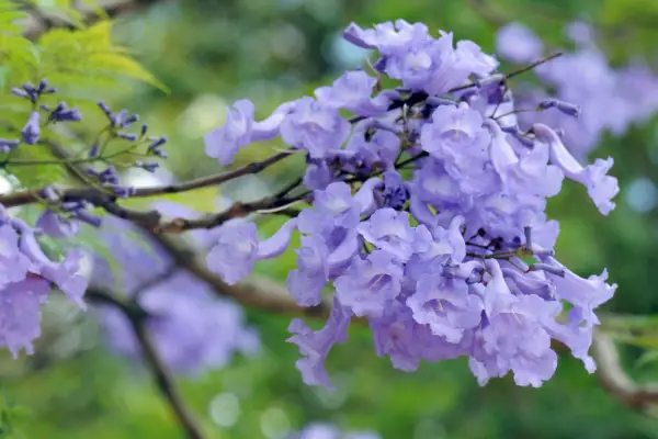Jacaranda flowers. Getty Images