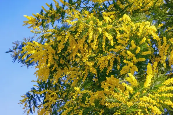 Mimosa tree in flower. Getty Images
