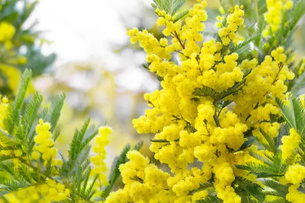 Mimosa tree in flower. Getty Images