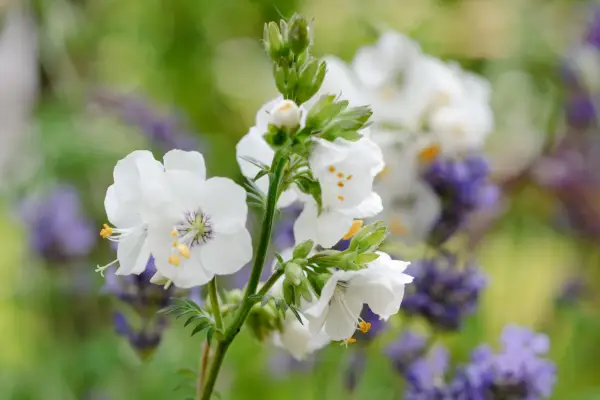 Polemonium caeruleum 