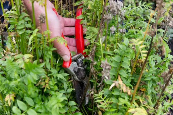 Deadheading polemonium