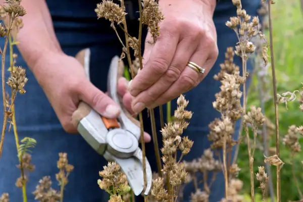 Collecting seed from Polemonium caeruleum
