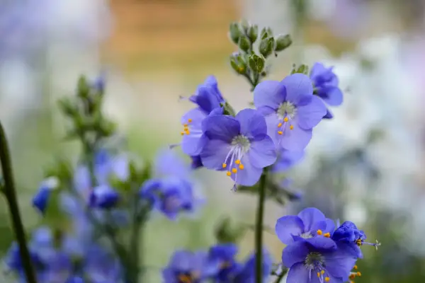 Polemonium (Jacob