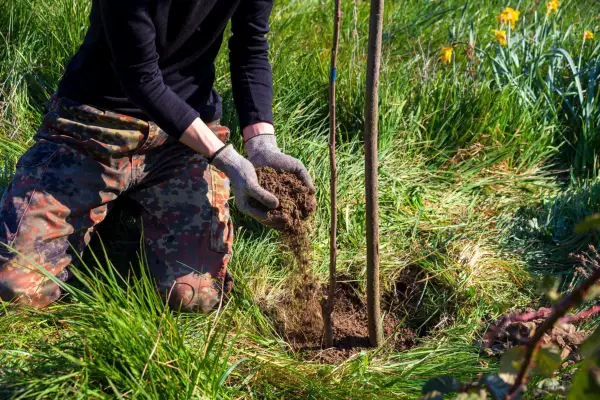 Planting a cherry tree. Getty Images