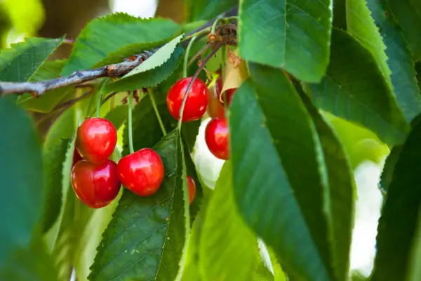 Wild cherries on tree. Getty Images