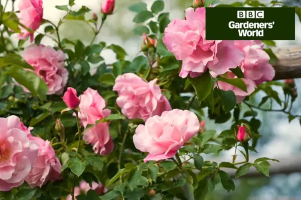 How to train a climbing rose
