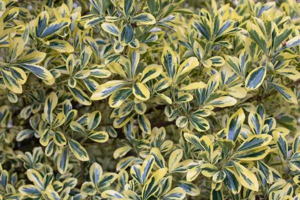 Euonymus japonicus 