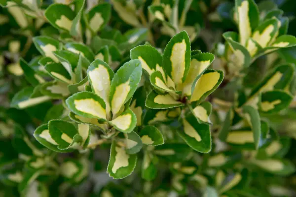 Euonymus japonicus 