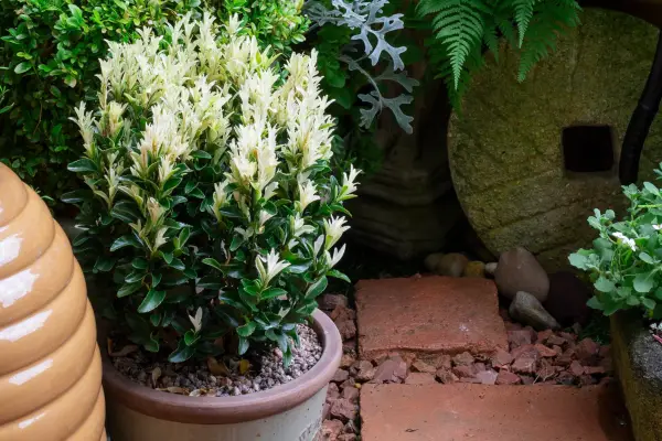 Euonymus japonicus ‘Paloma Blanca’