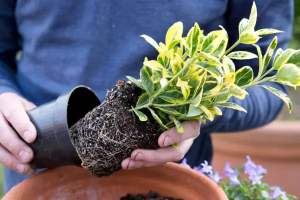 Planting euonymus in a pot