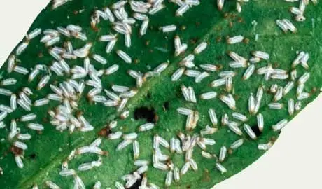 White, male euonymus scale insects on the underside of a leaf