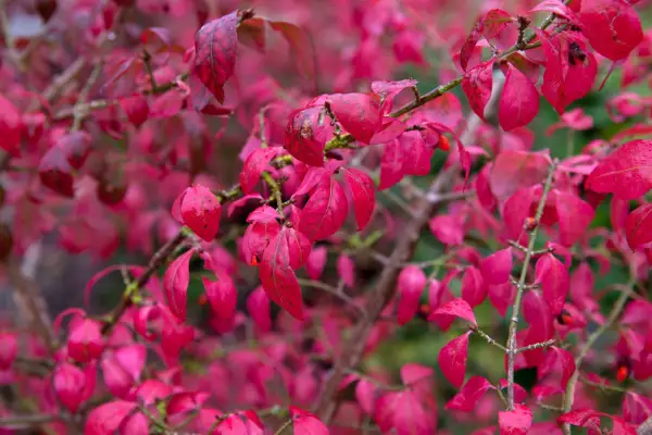 Euonymus alatus
