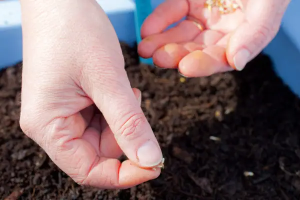 Sowing wildflower seed