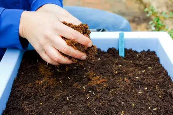 Covering the seed with compost