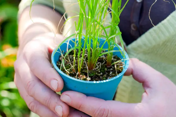 Eragrotis grass seedlings