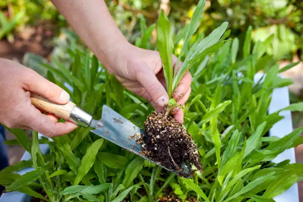 Thinning out the seedlings