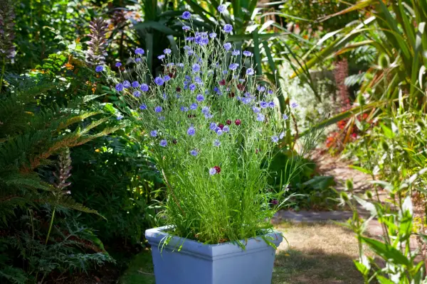 Wildflower pot display