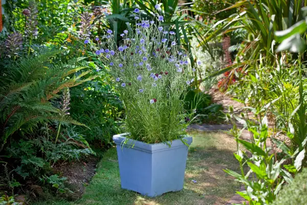 How to create a wildflower pot