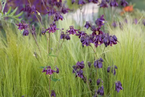 Hvordan dyrke akvilegier