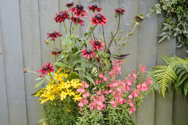 How to grow coreopsis - coreopsis in a pot with echinacea and salvia