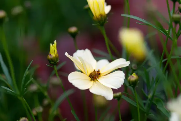 How to grow coreopsis - Coreopsis ‘Buttermilk’