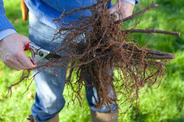 How to grow crab apples - planting a bare-root crab apple