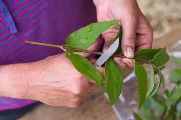 Propagating Deutzia scabra Plena Cutting below node at base of pair of leaves 220713 2272013 22/07/13 22/7/2013 22 22nd July 2013 2013 WTDN Rosie Yeomans Sparsholt College Photographer Sarah Cuttle July Summer Deciduous shrub practical gardening Step by step Taking semi ripe cutting Propagation propagating Using knife tool equipment