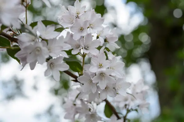 Deutzia x rosea pale pink flowers small to medium low maintenance deciduous shrub early summer blossom 15052014 150514 15/05/2014 15/05/14 15 15th May 2014 Late Spring Sir Harold Hilliers Gardens Romsey Hampshire Photographer Jason Ingram plant portraits