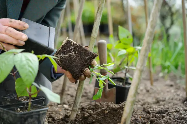 Planting out French bean seedlings