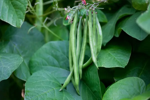 French beans ready to pick