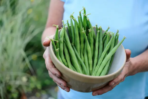 A bowlful of freshly picked French beans