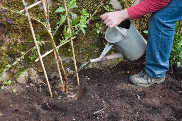 Planting and watering a peach tree