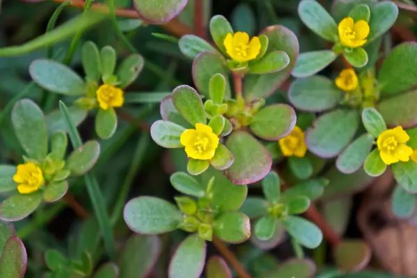 Purslane in flower
