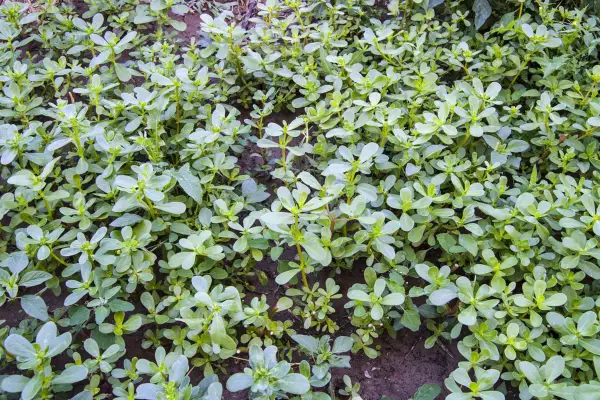 Young purslane plants. Getty Images
