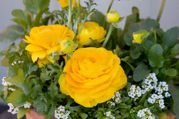 Jak pěstovat Ranunculus (Persian Buttercup)