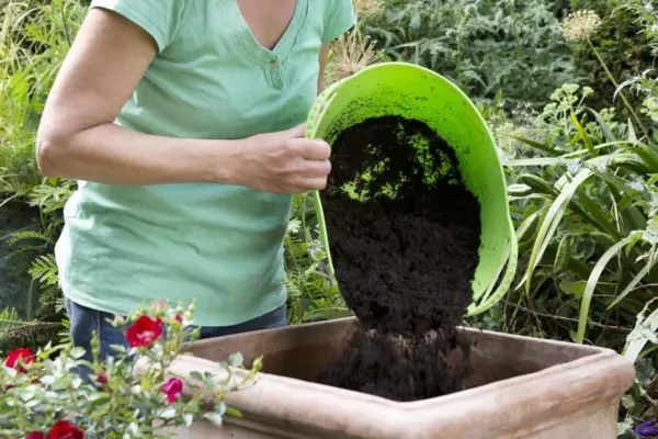 Adding the compost to the pot