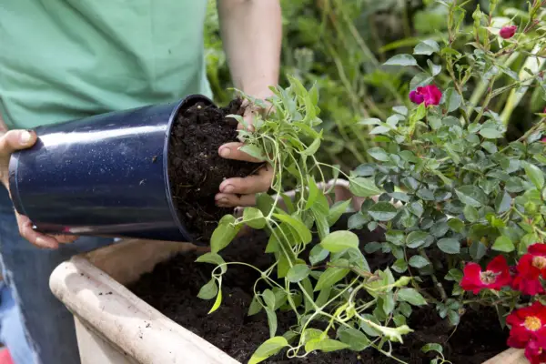 Planting the clematis next to the rose