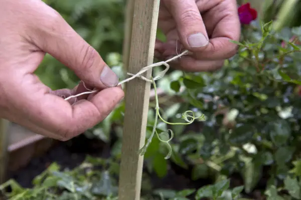 Tying the clematis to the batons