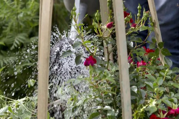 Watering the display