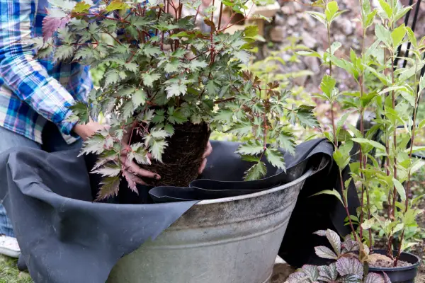 Planting an astilbe in a container