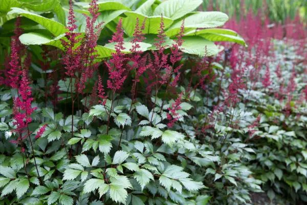 Astilbe 