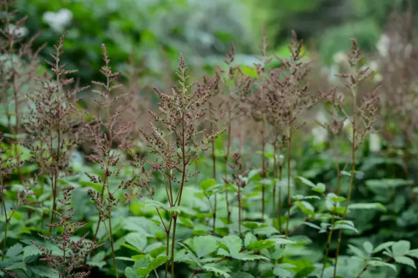 2048x1365-gg-Astilbe-LI2562510