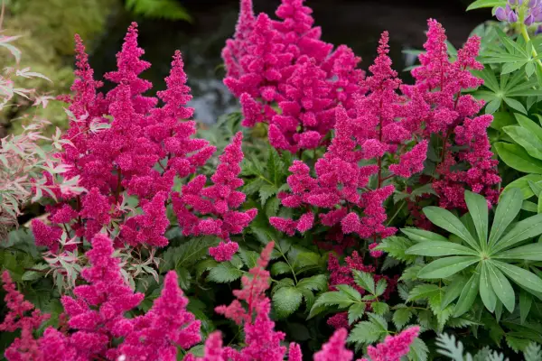 Astilbe 