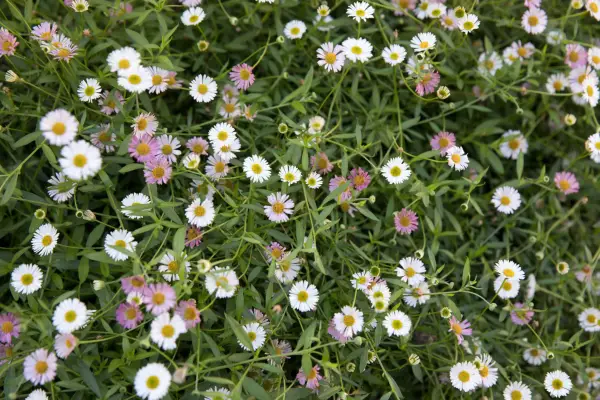 Hvordan dyrke Erigeron