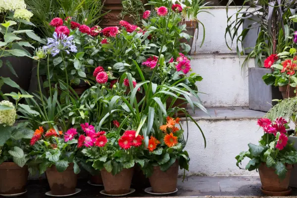 How to grow gerberas - where to grow gerberas