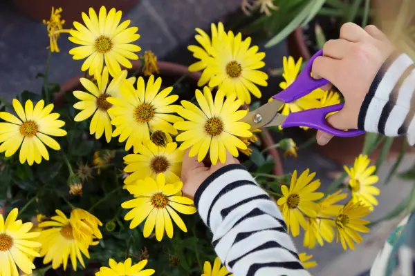 How to grow gerberas - how to care for gerberas