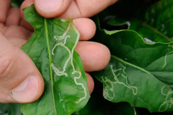 How to grow gerberas - where to grow gerberas - leafminer marks in gerbera leaf