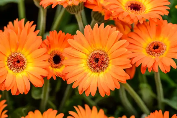 How to grow gerberas - Gerbera 