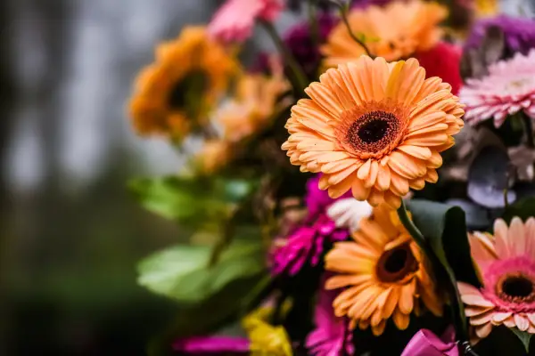 How to grow gerberas