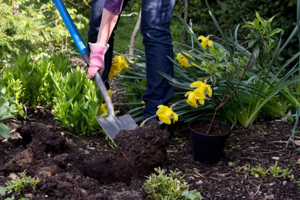 How to plant a flowering evergreen shrub